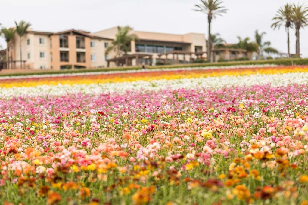 Grand Pacific Palisades Resort Carlsbad Esterno foto